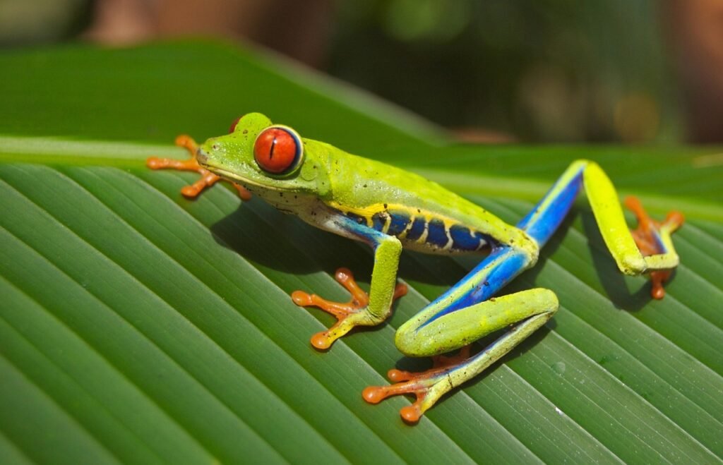 Bright green frog with red eyes, blue sides, and orange feet sitting on a green leaf