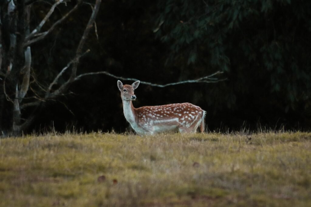 Spotted deer resting in a grassy clearing in front of dark forest trees