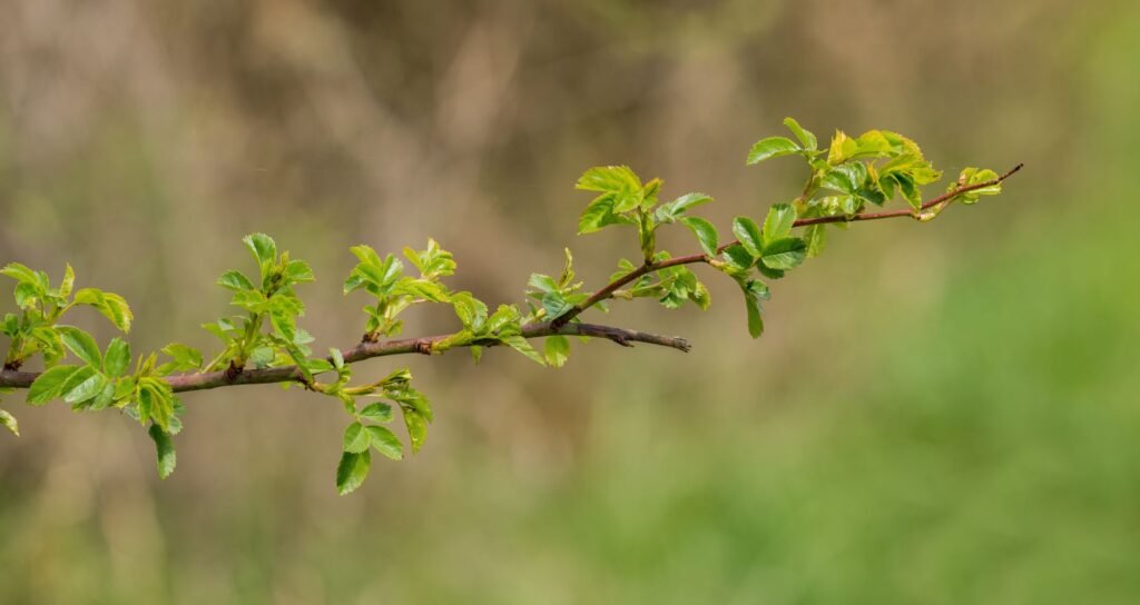 Slender twig with fresh bright green leaves against a soft blurred meadow background