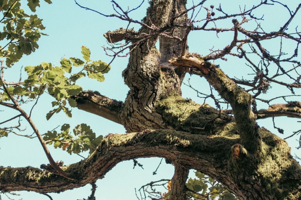 Thick gnarled tree limbs covered in moss reaching across a pale blue sky