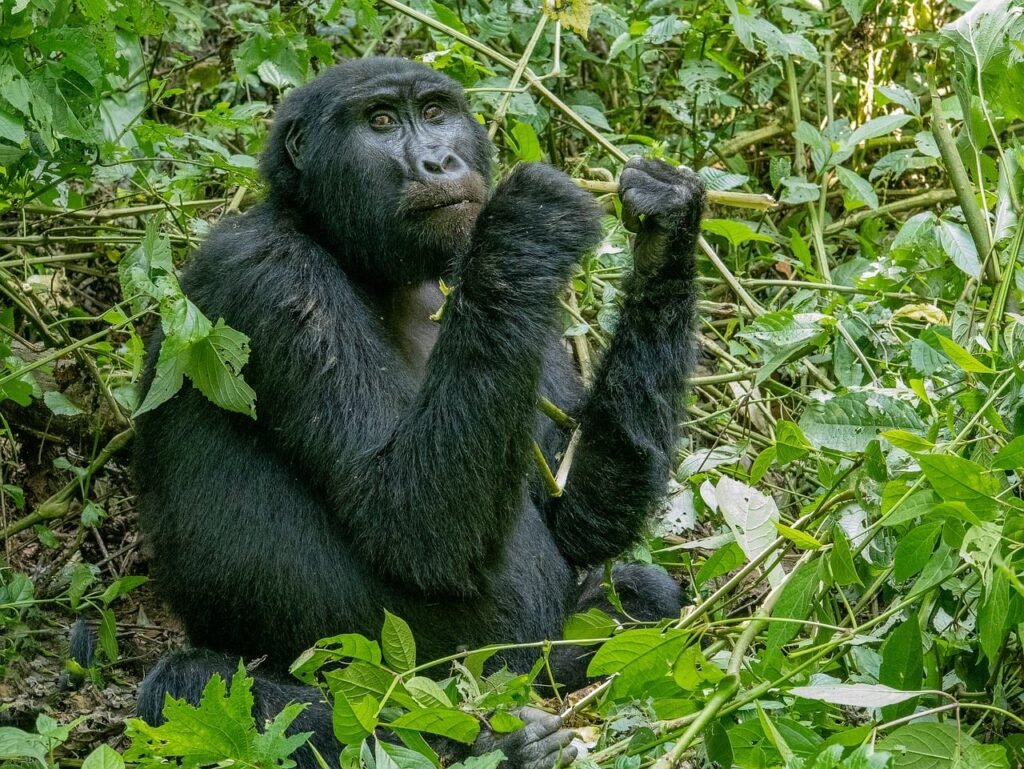 Black gorilla sitting among tall green leafy plants, raising one hand toward a stem