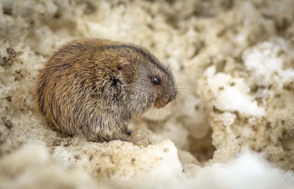 Small brown vole with tiny ears and a blunt nose crouched in dirty melting snow