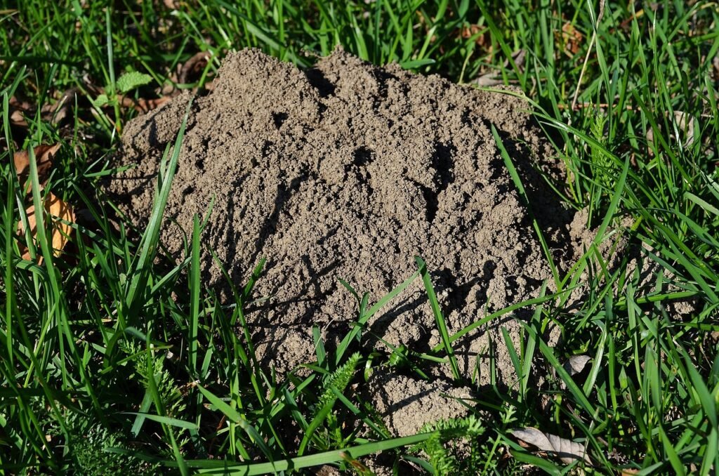 Fresh mound of loose brown soil pushed up through a green lawn
