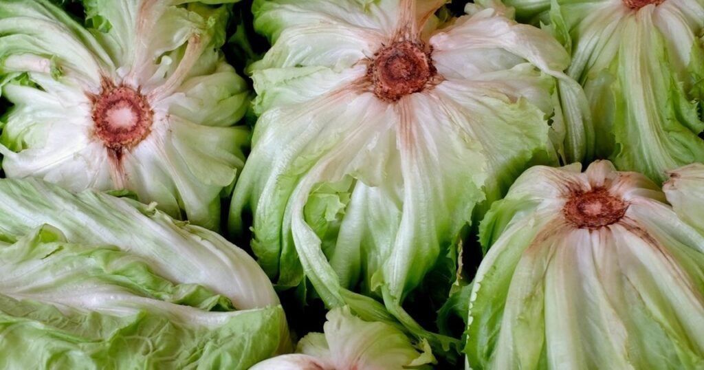 Cabbage vegetable