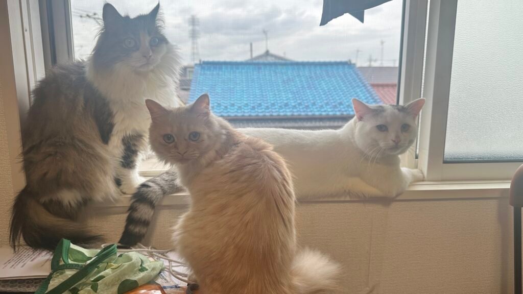 Three cats standing on the windowsill