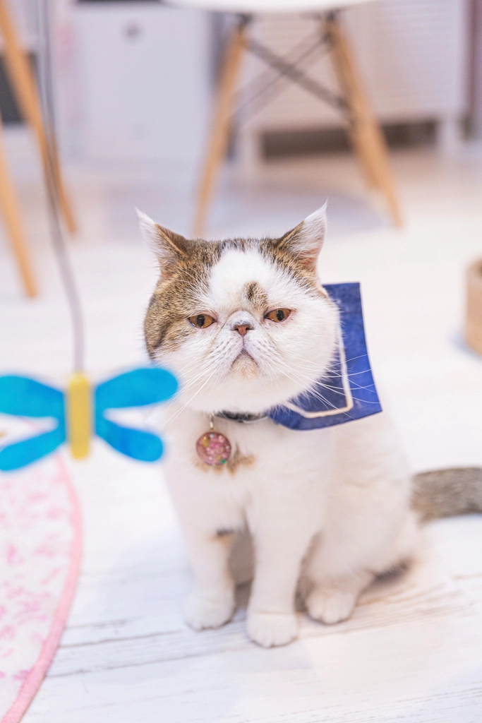 Exotic shorthair cat