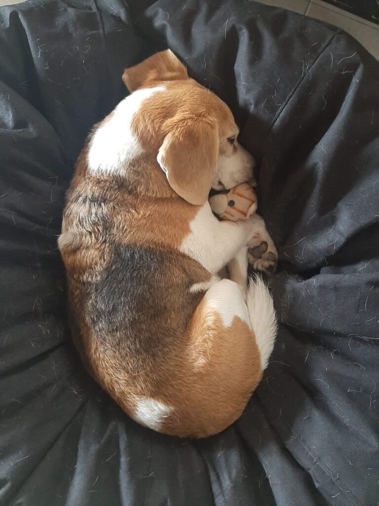 In the image, there is a Beagle dog curled up on a black cushion. The Beagle, with its tricolored fur (brow...