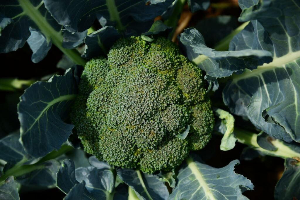 Vibrant green broccoli growing in an organic field, showcasing fresh produce