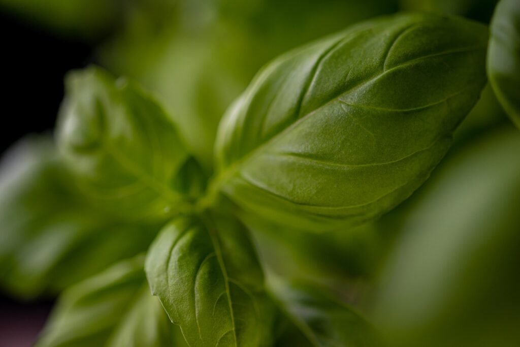 Fresh basil leaves on cutting board