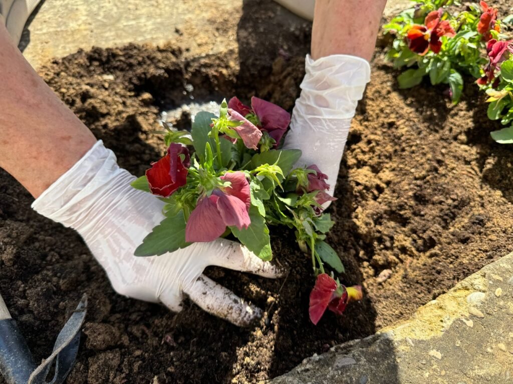 Close-up of a gardener wearing gloves planting colorful flowers in rich soil outdoors.