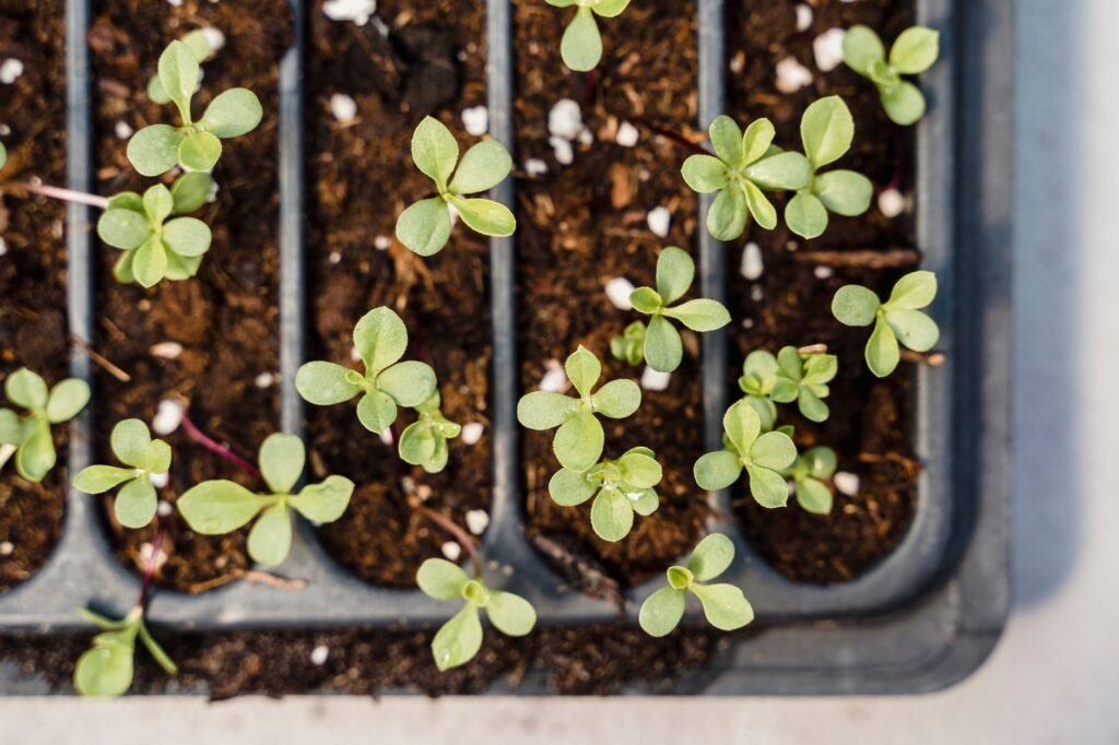 Tiny seedlings sprouting in the cells of a black plastic seed tray