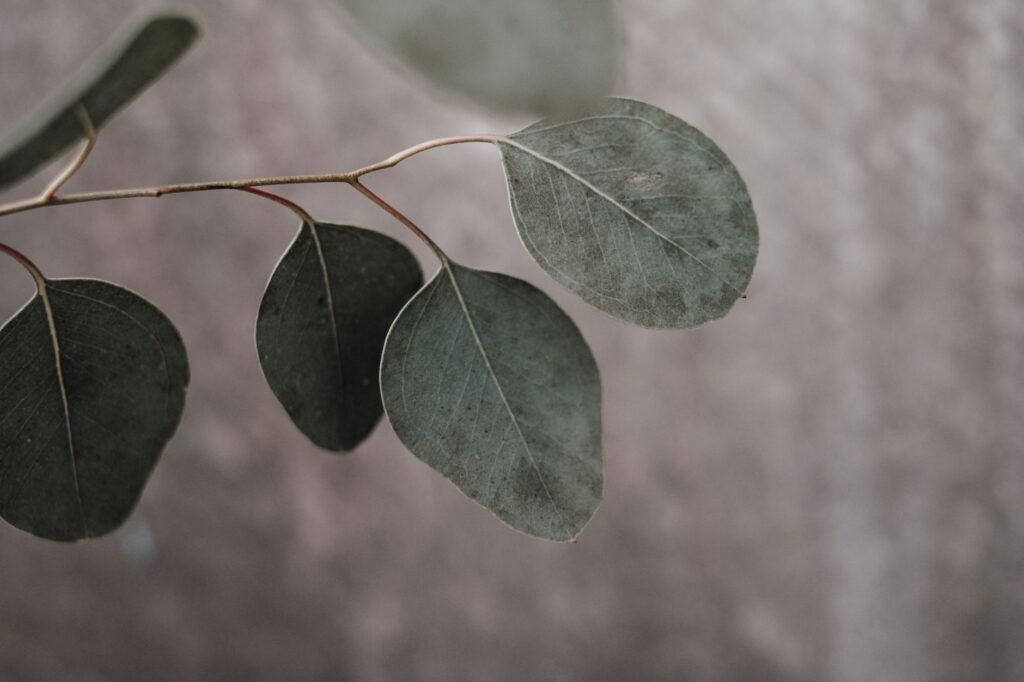 Close-up of eucalyptus leaves showcasing natural texture and shallow depth of field