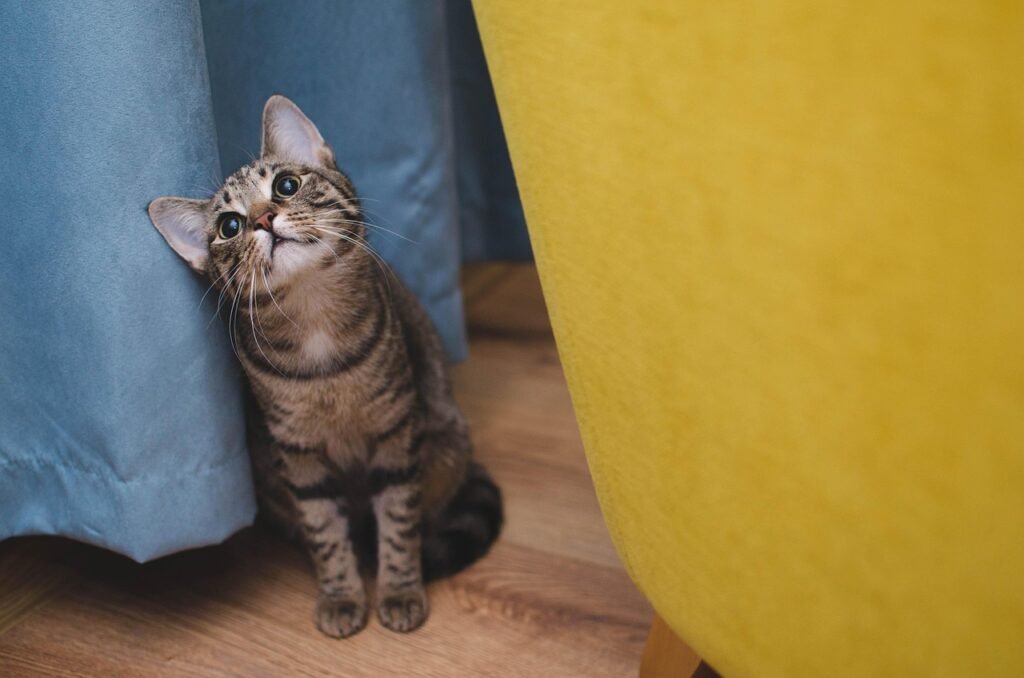 Cat sitting beside litter box