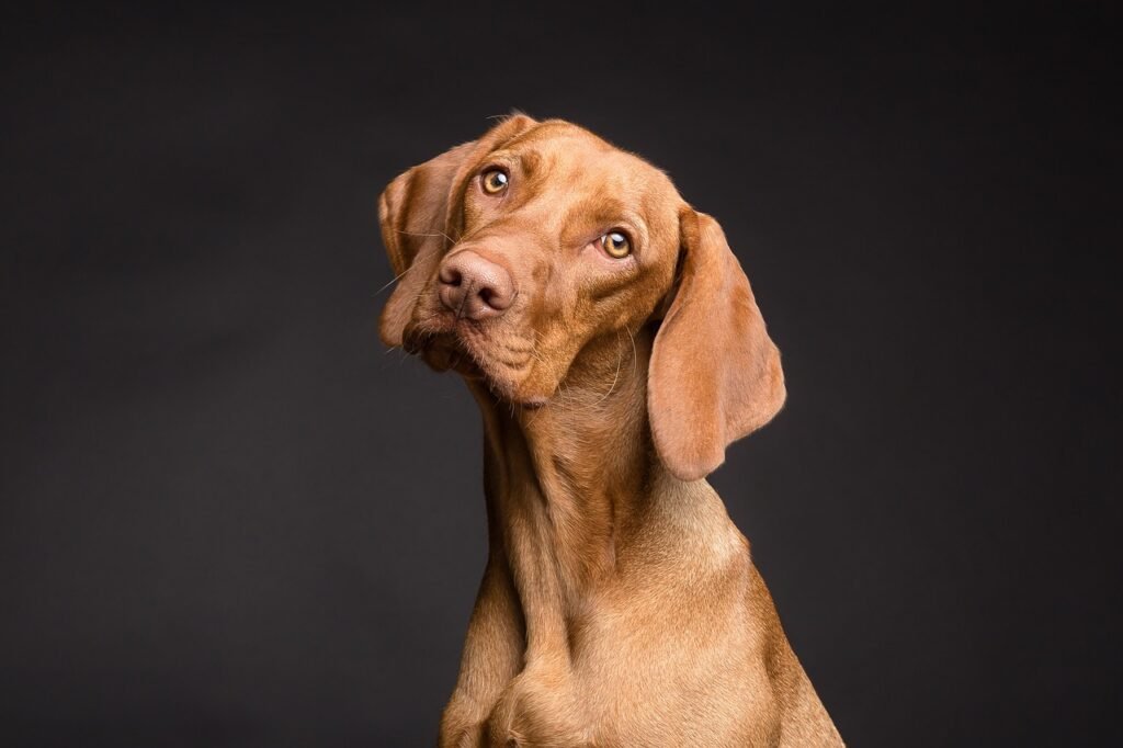 Dog ear close up
