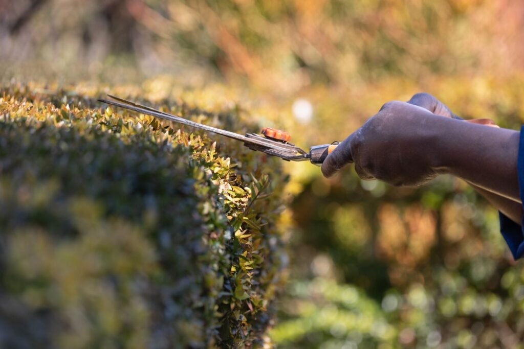 Close-up of hands trimming a hedge with shears in a garden, showcasing gardening skills outdoors
