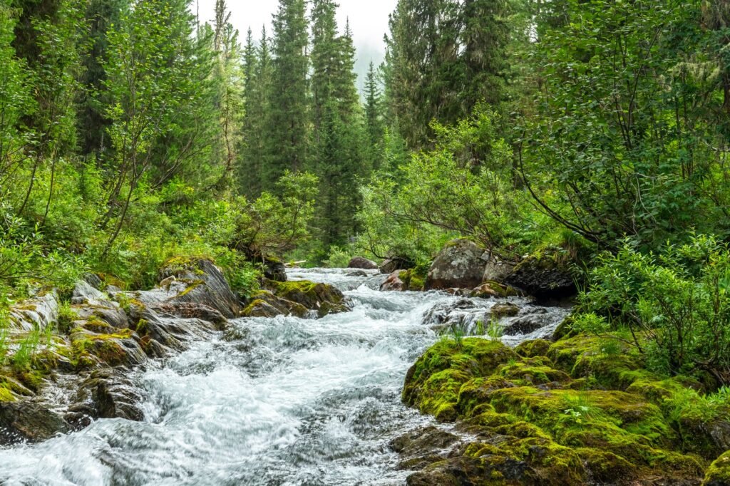 Clear stream rushing over mossy rocks through a green conifer forest