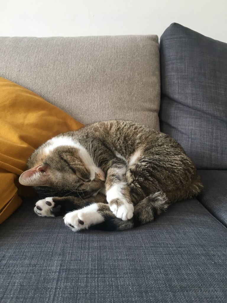 Cat-sleeping-curled-up
