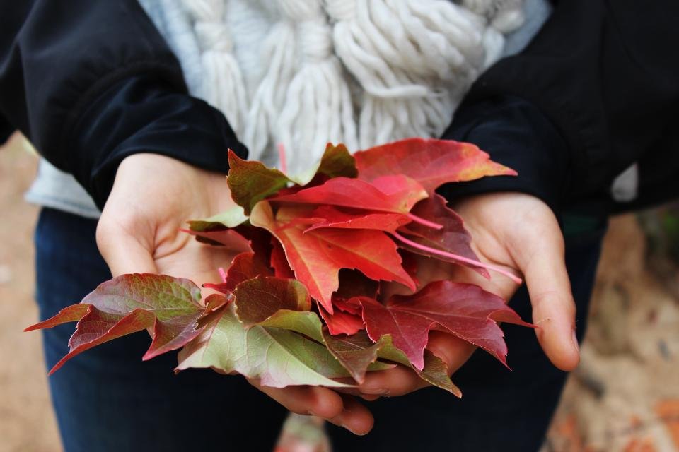 Leaves Autumn