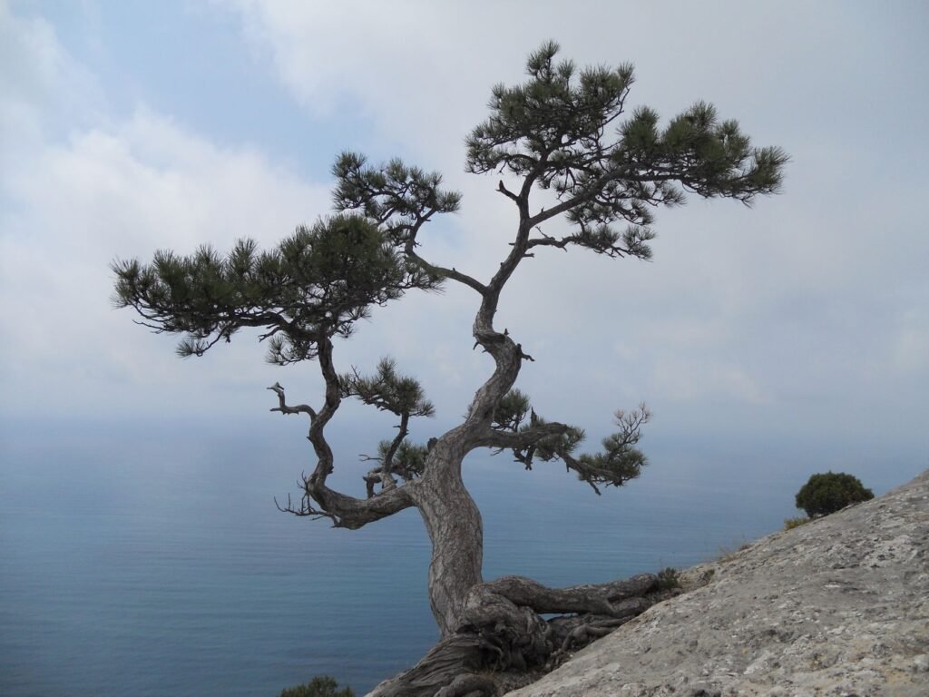 A lone pine tree on a cliffside shores, capturing the calming essence of nature