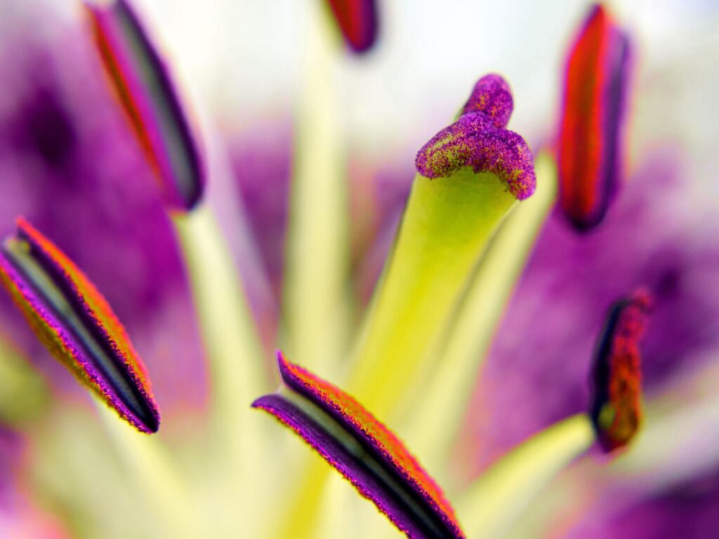 Vibrant macro capture of a lily flower stamen highlighting pollen details