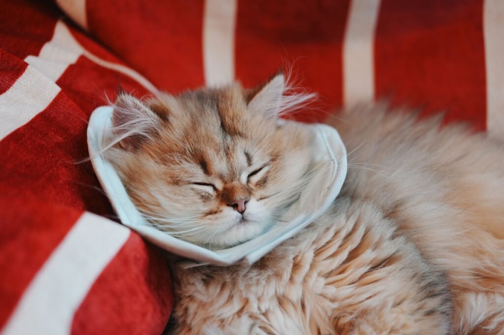 Fluffy cat sleeping on a red and white striped cushion while wearing a soft white recovery cone