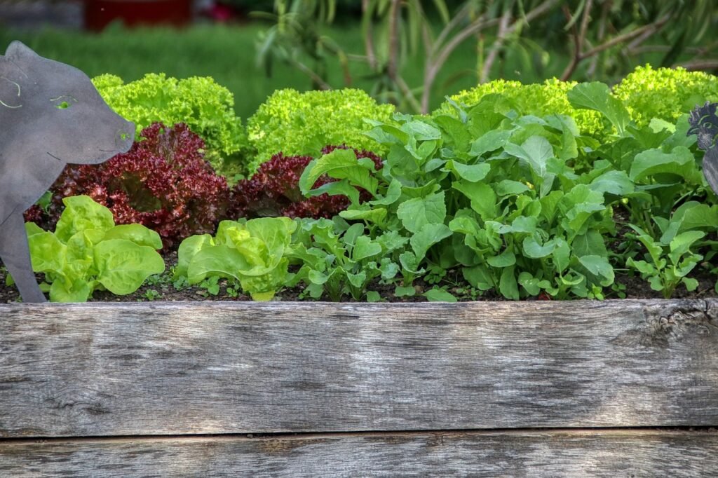 Raised wooden garden bed filled with green and red lettuces and leafy greens