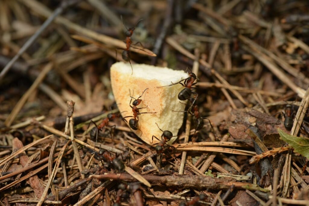 Group of brown ants eating piece of bread in forest among dry foliage and needles of fir trees
