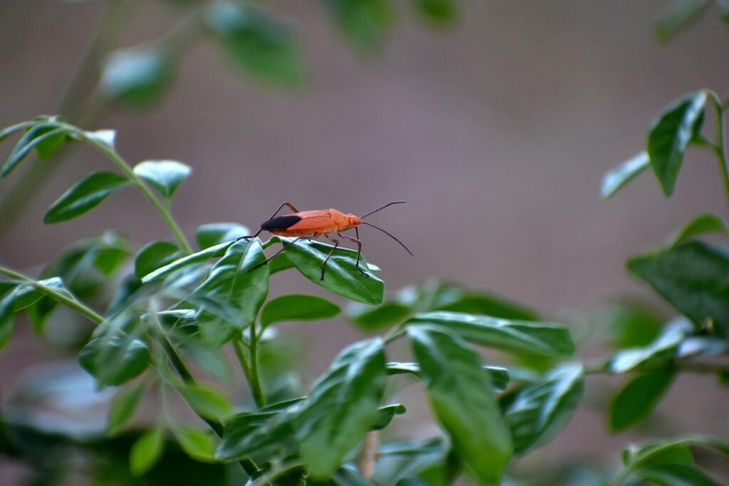 Boxelder bug, insect, red eyes, nymph, boisea trivittata, boxelder bug, boxelder bug, boxelder bug, boxelde...