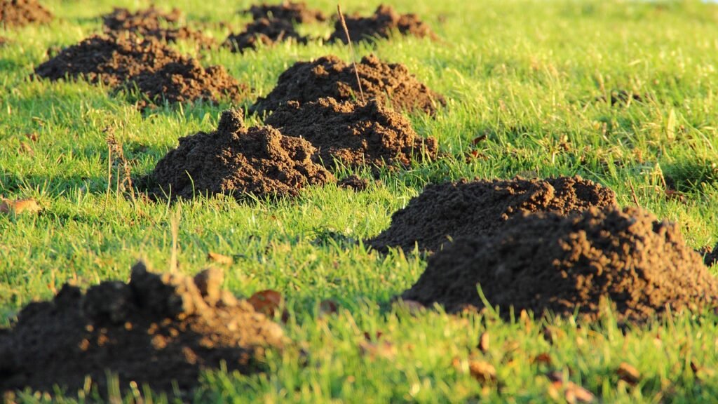 Molehills, mole, earth, meadow, lawn, lawn mower, mole, mole, mole, mole, mole, earth, earth, lawn