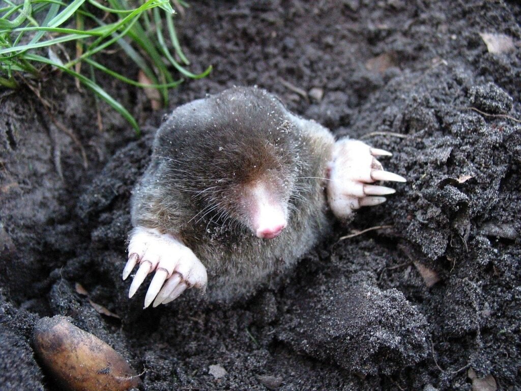 mole, nature, animals, molehills, mole, mole, mole, mole, mole