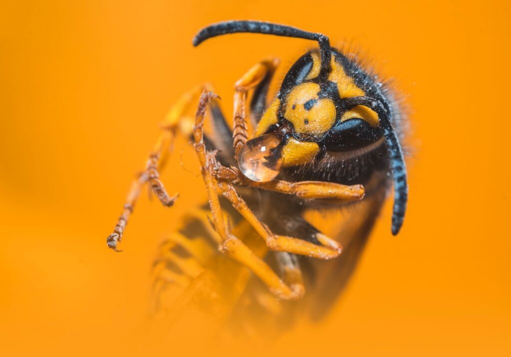 Detailed macro photograph of a yellow jacket wasp showcasing its vibrant colors and intricate features