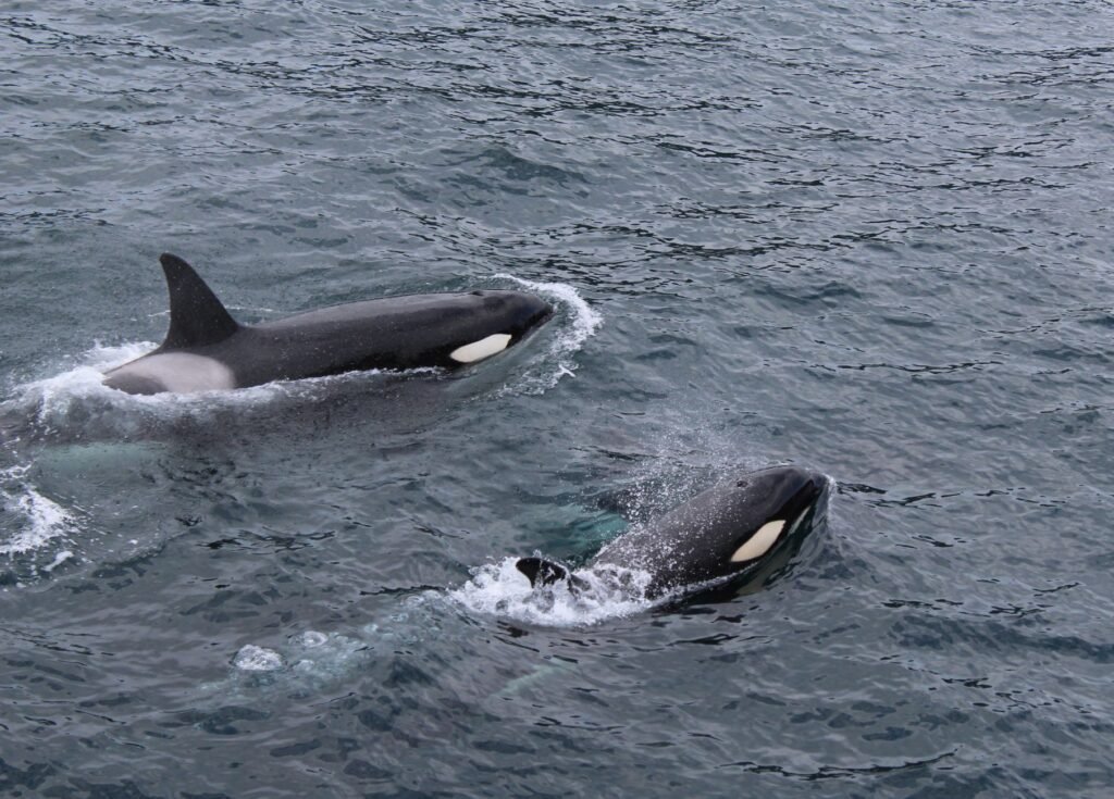 Two orcas gracefully swimming in the Pacific Ocean, Alaska
