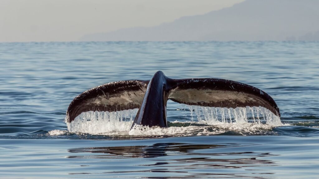 Tail of huge humpback whale splashing water while swimming in rippling sea on sunny day