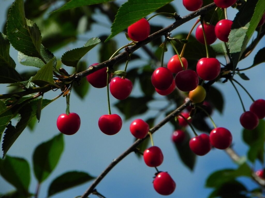 Ripe red cherries hanging on long stems from leafy branches against a blue sky