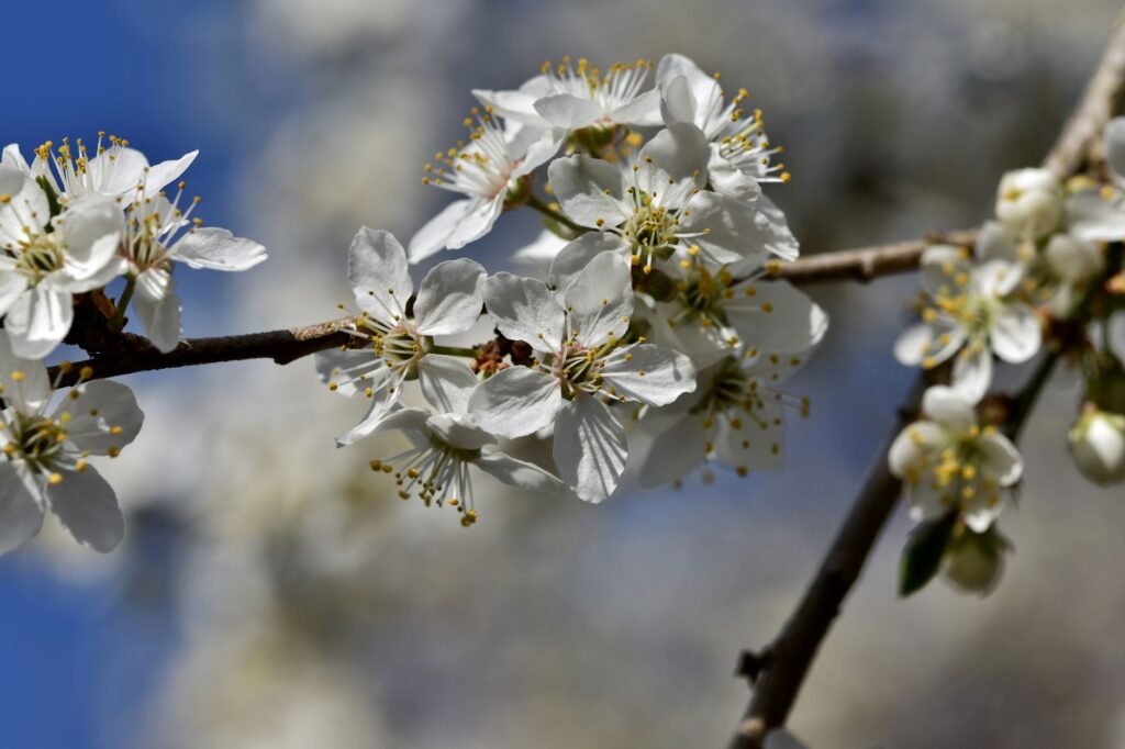 White blossoms clustered along a slender branch against a soft blue sky