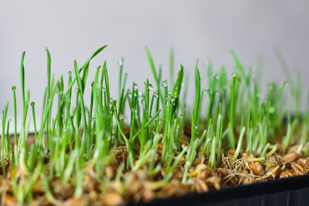 Young green grass shoots sprouting from germinating seeds in a shallow tray