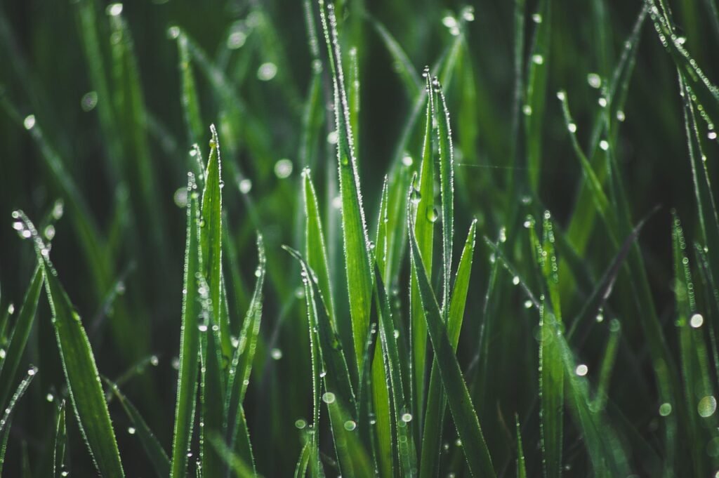 Grass seed in hand