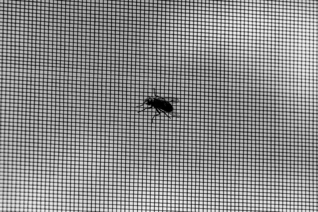 Close view of gray window screen mesh with a small insect resting on it