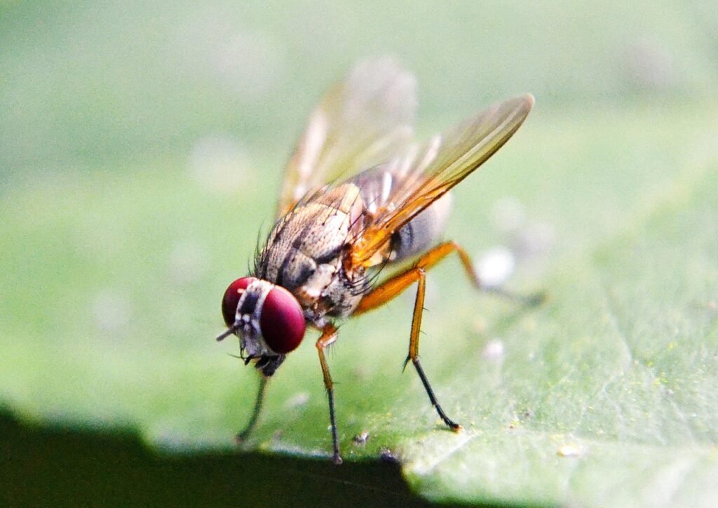 fruit fly, fly, inset, wings, flying, leaf, nature, sri lanka, mawanella, ceylon, green fruits