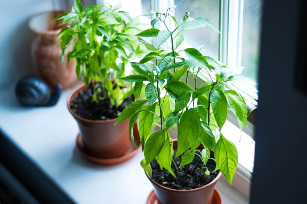 Bright green potted plants on a windowsill in London, providing a refreshing touch to the interior space