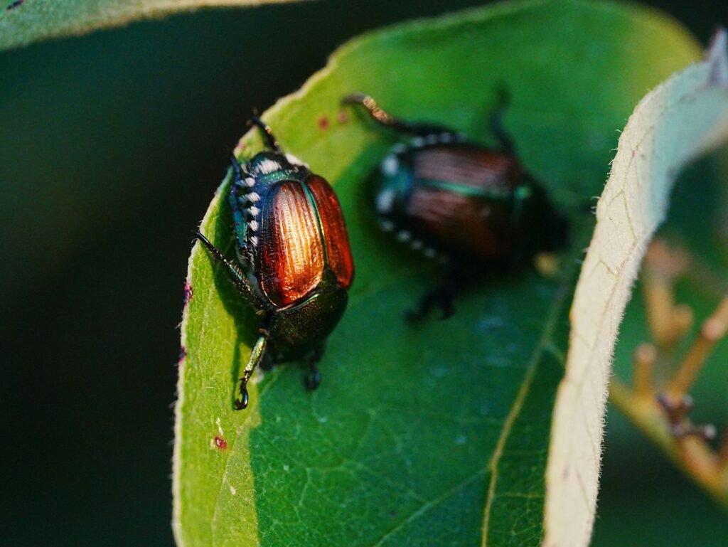 Detailed view of Japanese beetles with metallic sheen on a green leaf