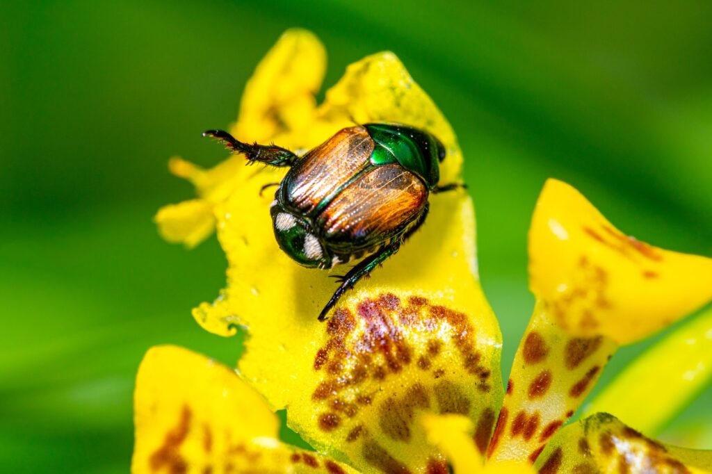 Close-up of a metallic green Japanese beetle on a vibrant yellow orchid in Surabaya, Indonesia.