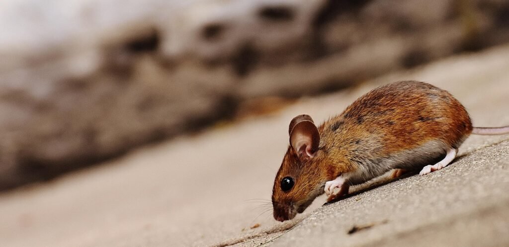 Small brown mouse sniffing along the edge of a pale stone surface
