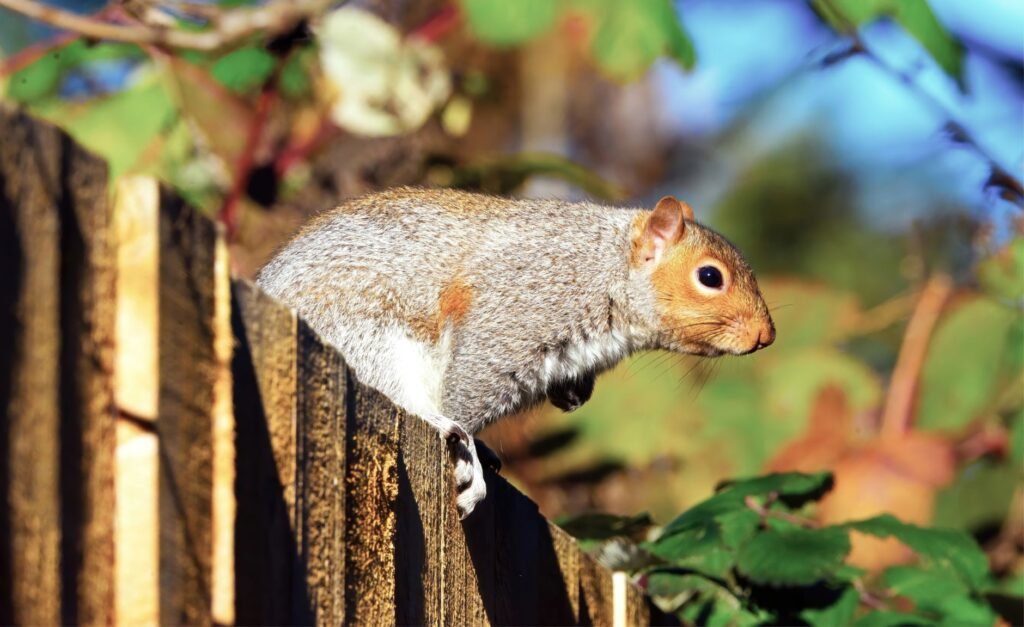 Close-up of a squirrel on a wooden fence surrounded by leaves on a sunny day