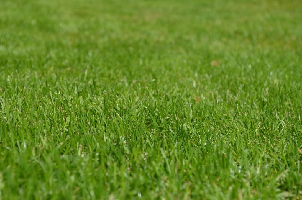 Grasses, lawn, garden, ornamental grasses, greenery, meadow, yard, english lawn, nature, lawn, lawn, lawn, ...