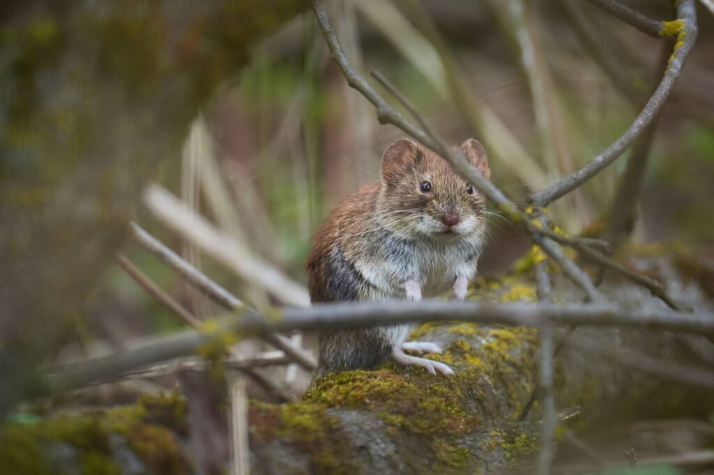 Close-up of a bank vole standing on a mossy branch. Perfect for wildlife photography and nature enthusiasts.