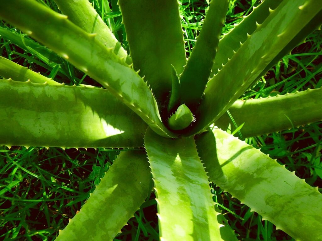 Top view of a large aloe rosette with thick toothed green leaves growing outdoors