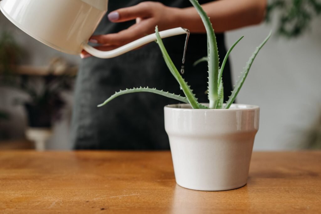 Hand pouring water from a white watering can into a potted aloe vera plant on a wooden table