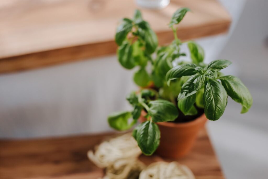 Close-up of a fresh basil plant in a terracotta pot on a wooden table, ideal for culinary themes