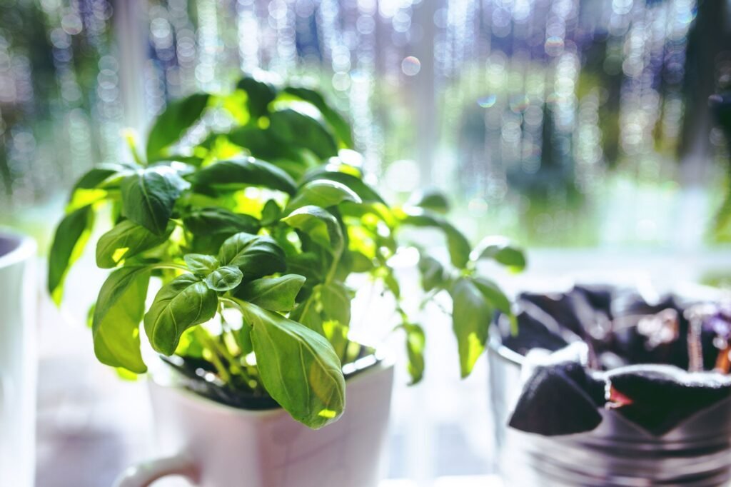 A vibrant basil plant grows in a pot, basking in sunlight by a kitchen window